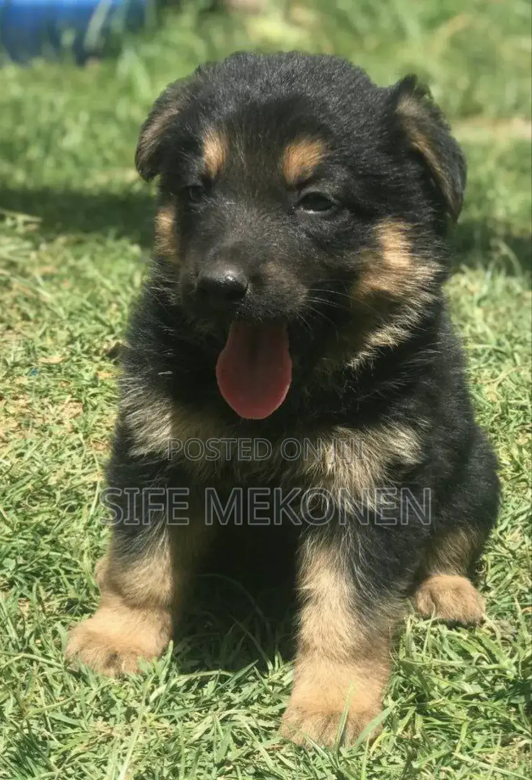 1-3 months Male Purebred German Shepherd
