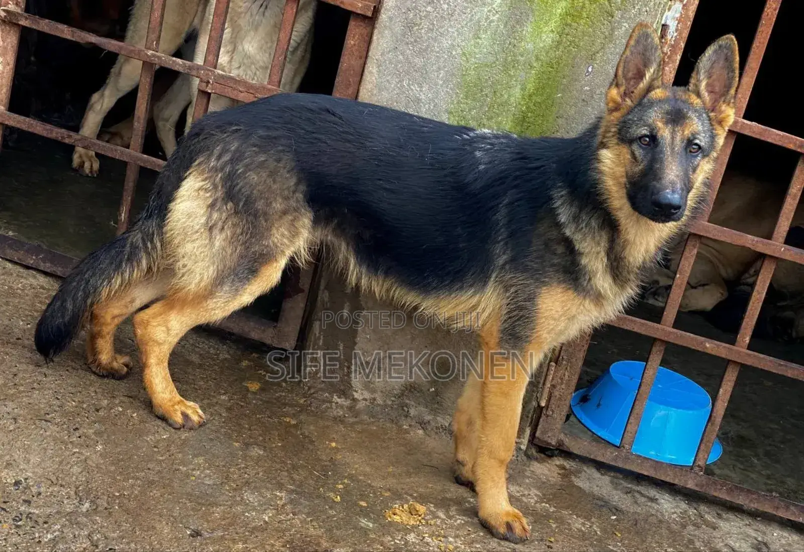 6-12 months Male Purebred German Shepherd