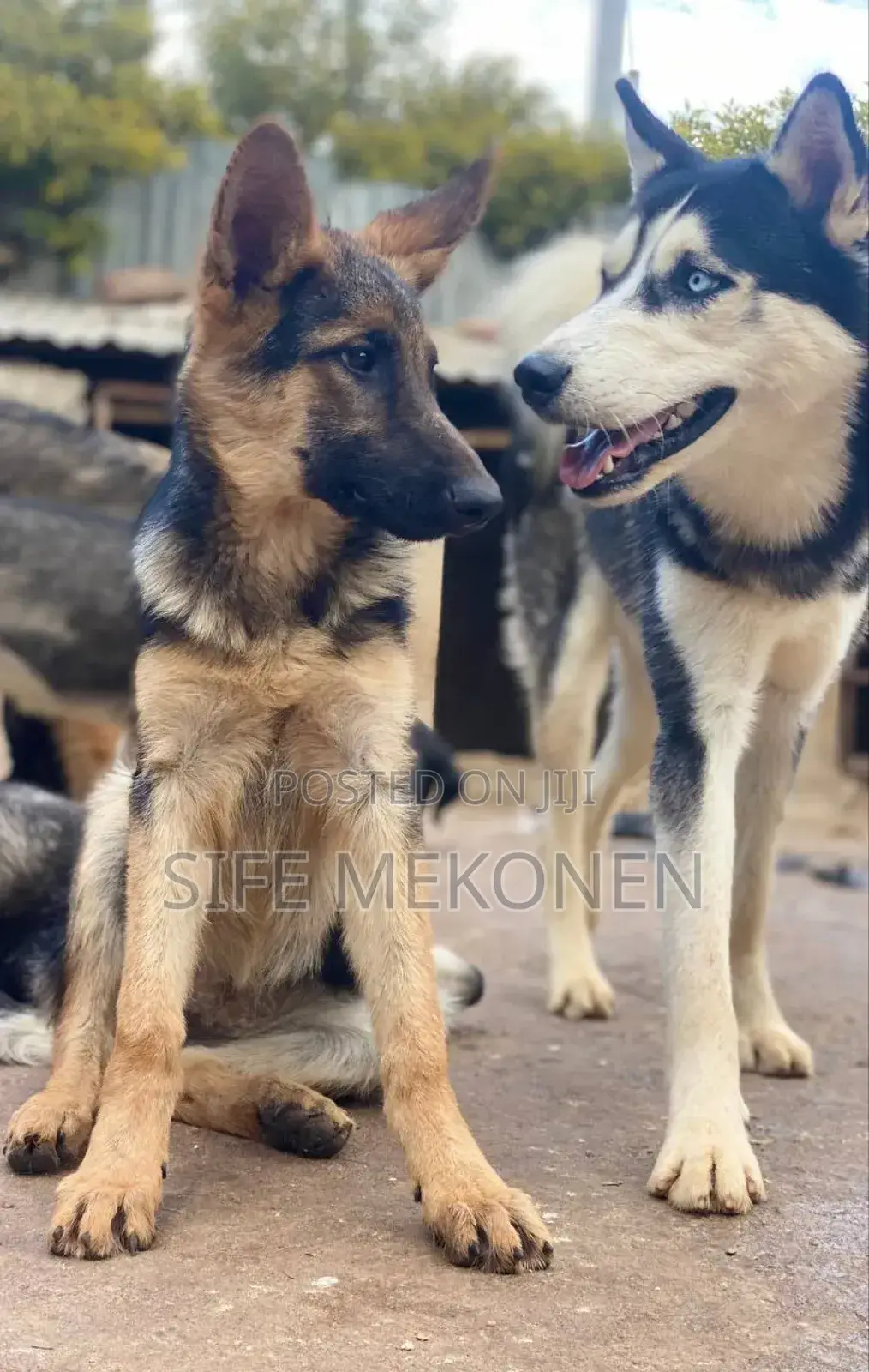 6-12 months Male Purebred German Shepherd