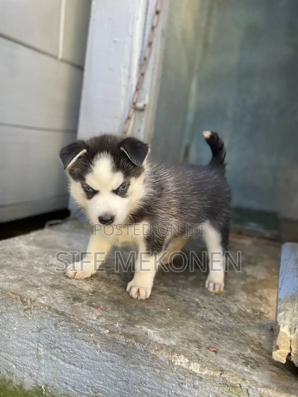 1-3 months Male Purebred Siberian Husky