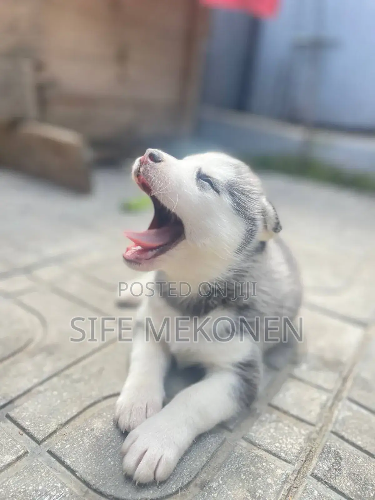 1-3 months Male Purebred Siberian Husky