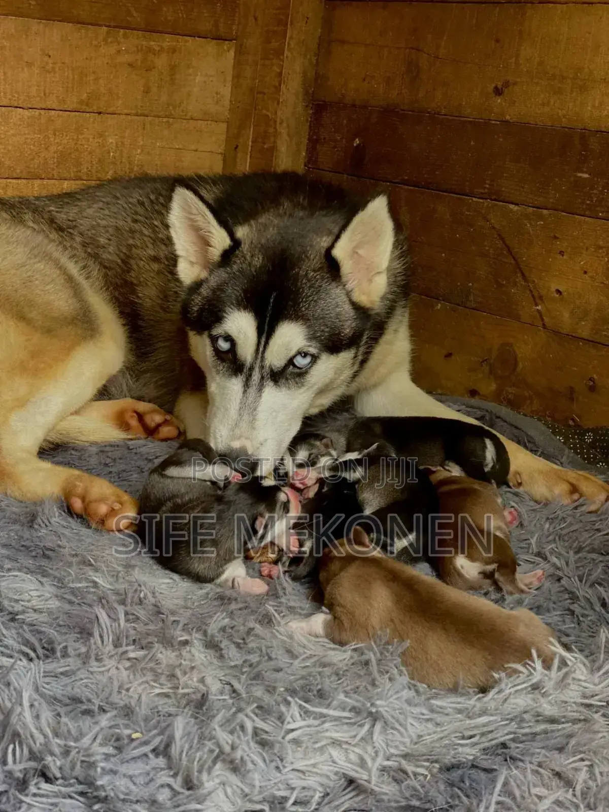 1-3 months Male Purebred Siberian Husky