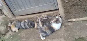 Photo - Rabbit Brown Mix