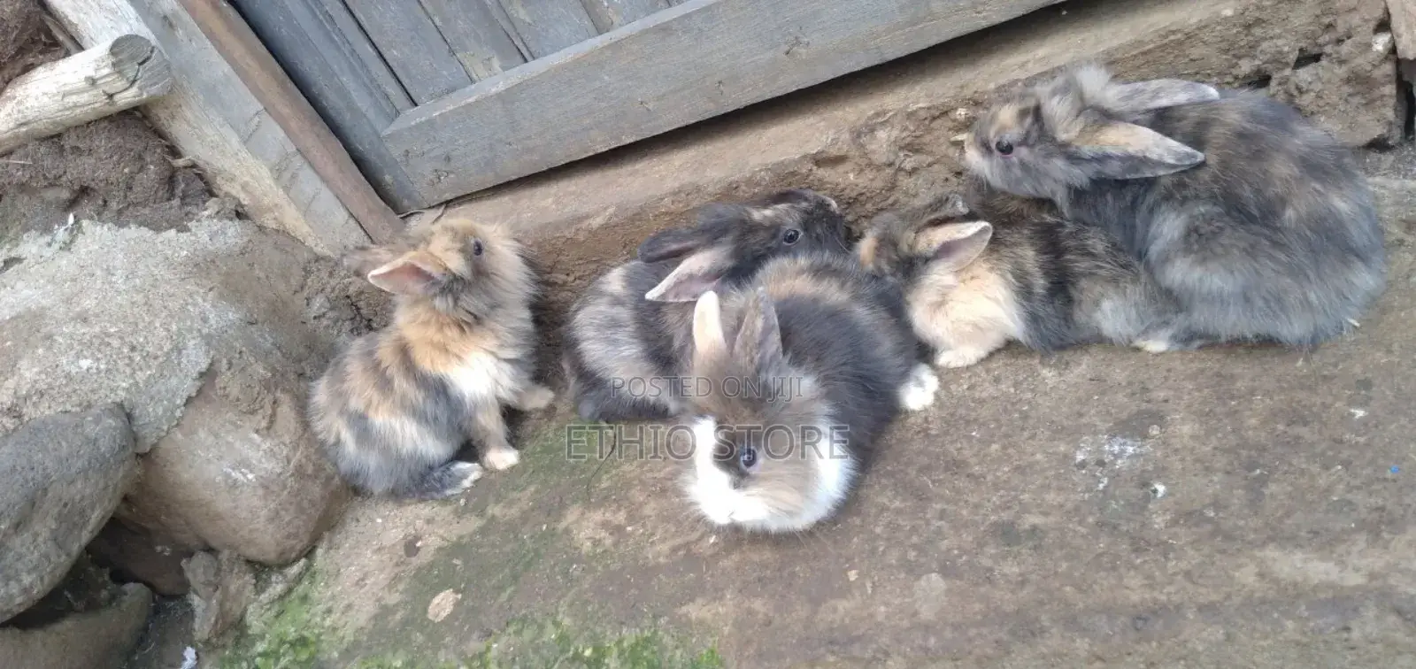Rabbit Brown Mix