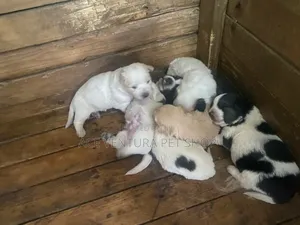 Photo - 1-3 months Male Purebred Maltese