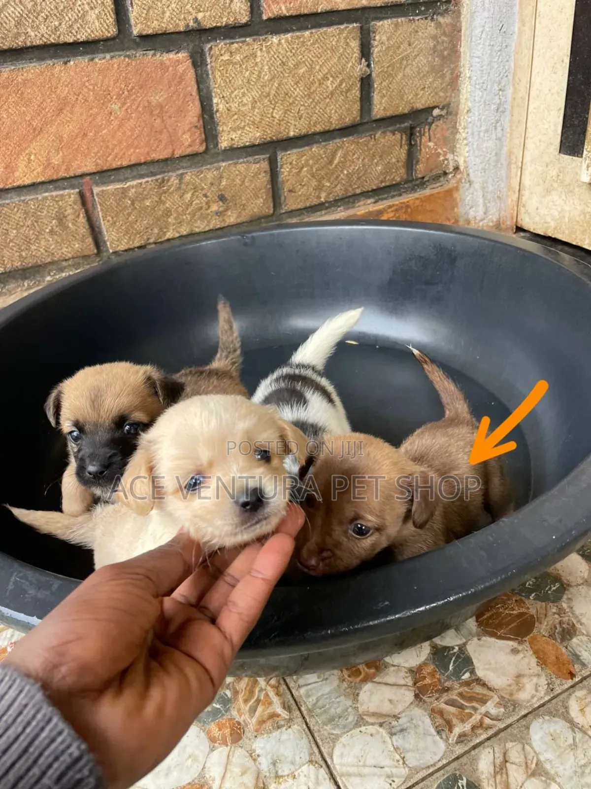 1-3 months Male Mixed Breed Maltese