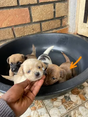 Photo - 1-3 months Male Mixed Breed Maltese