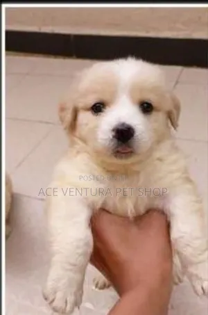 Photo - 1-3 months Male Mixed Breed Maltese