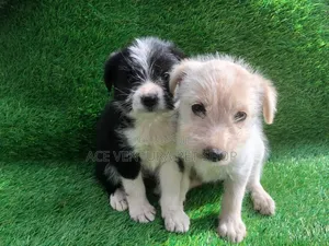 Photo - 1-3 months Male Purebred Maltese