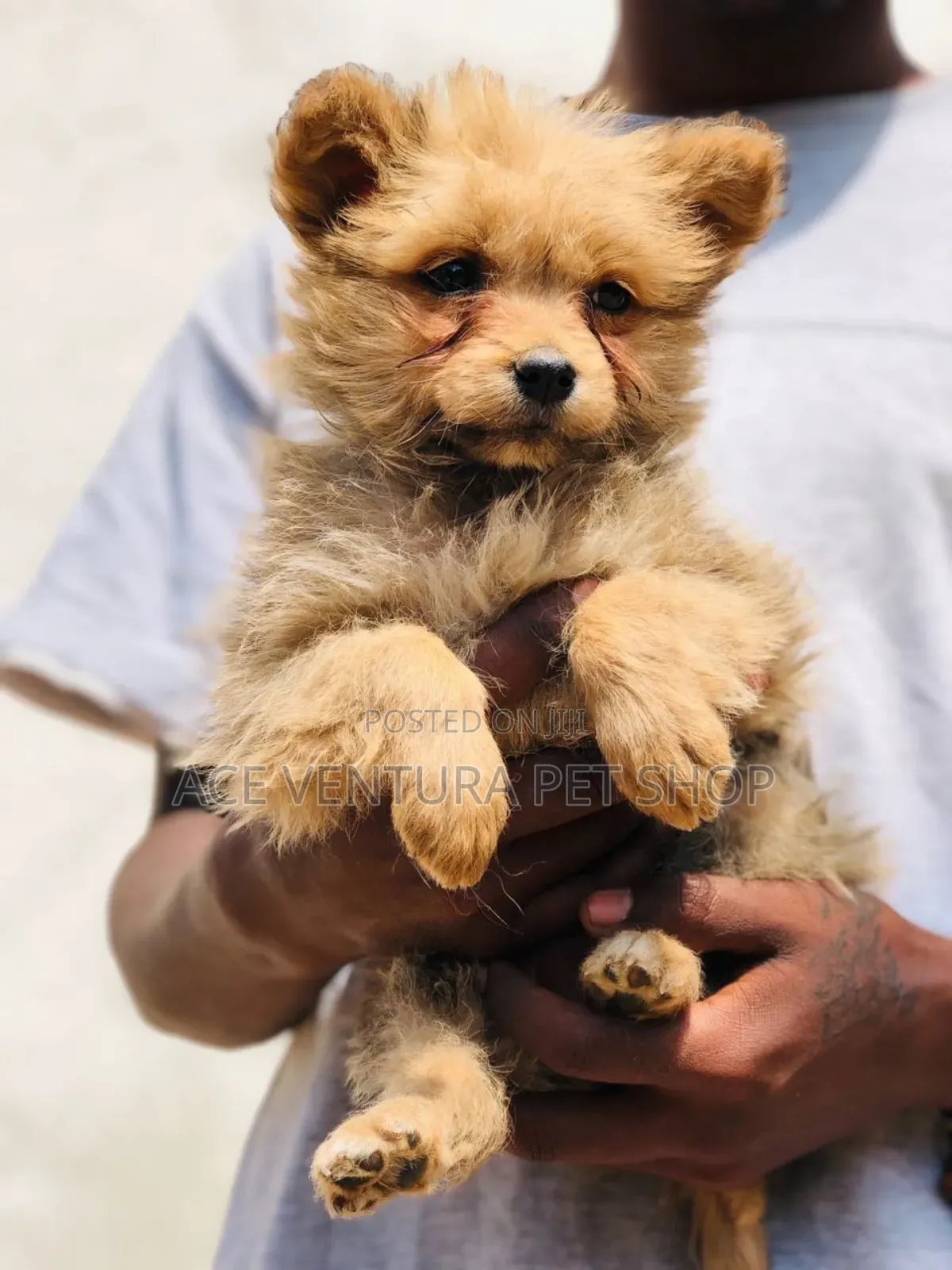1-3 months Female Purebred Maltipoo