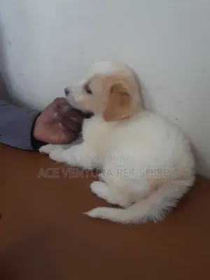 1-3 months Male Purebred Maltese