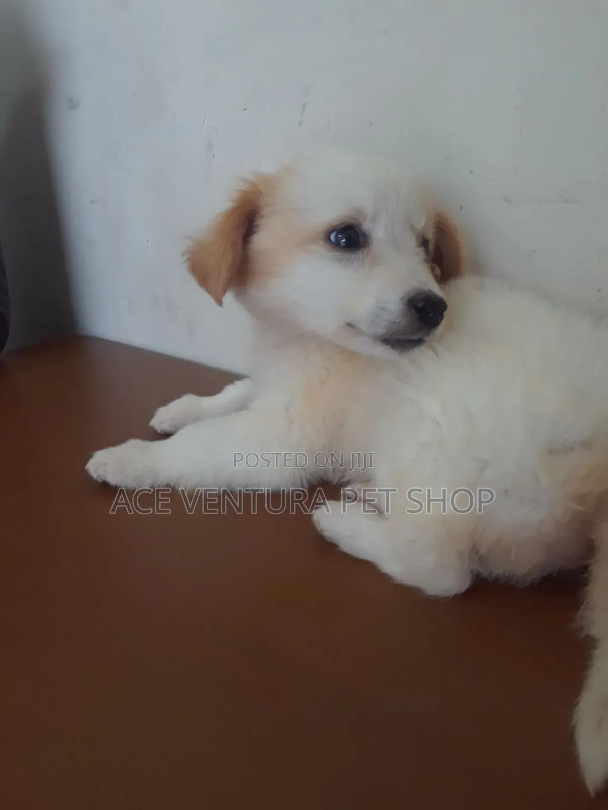 1-3 months Male Purebred Maltese