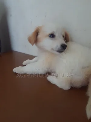 Photo - 1-3 months Male Purebred Maltese