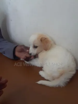 1-3 months Male Purebred Maltese