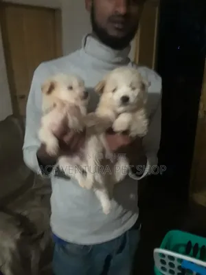 Photo - 1-3 months Male Purebred Maltese