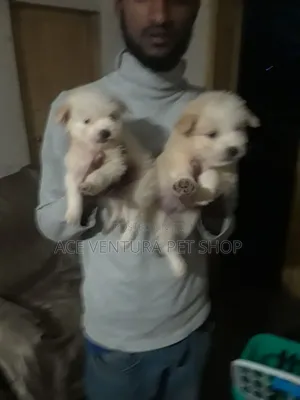 1-3 months Male Purebred Maltese