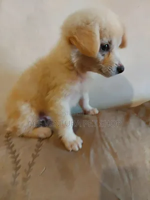 Photo - 1-3 months Male Purebred Maltese