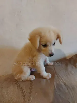 1-3 months Male Purebred Maltese