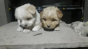 Photo - 1-3 months Male Purebred Maltese