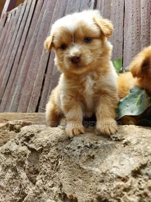 1-3 months Male Purebred Maltese Shih Tzu