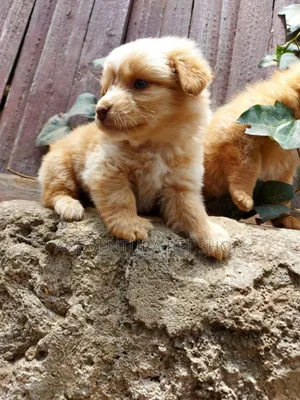 Photo - 1-3 months Male Purebred Maltese Shih Tzu