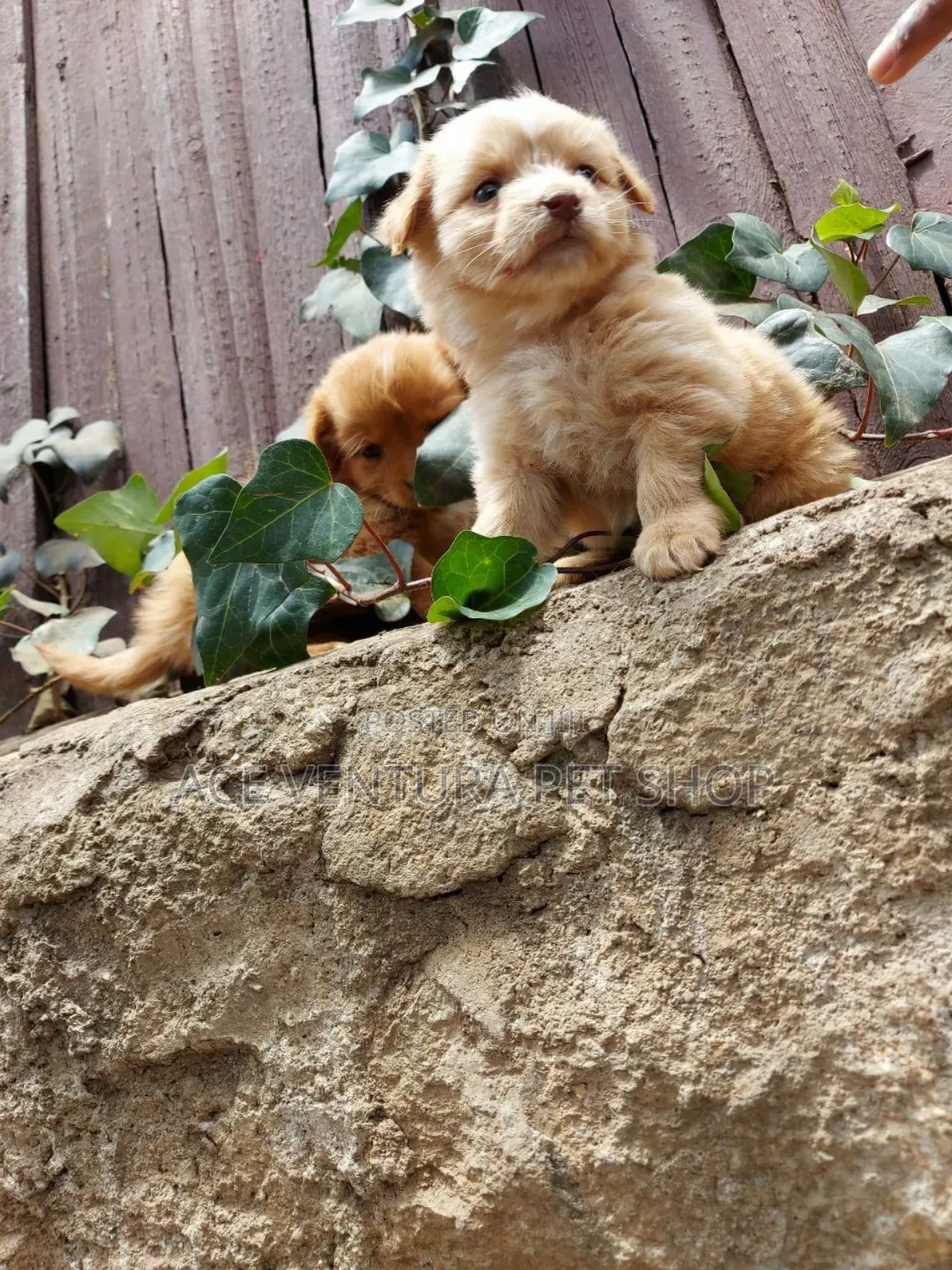 1-3 months Male Purebred Maltese Shih Tzu
