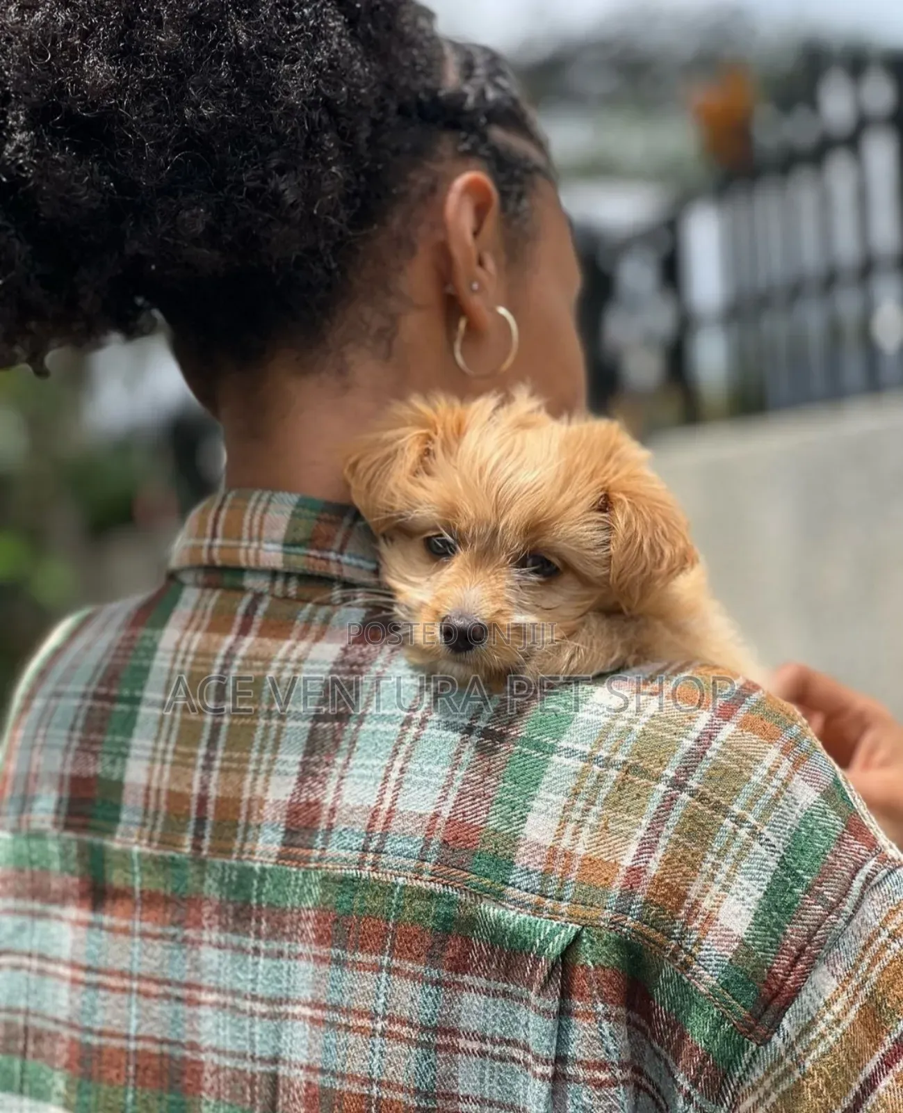 1-3 months Female Purebred Maltese Shih Tzu