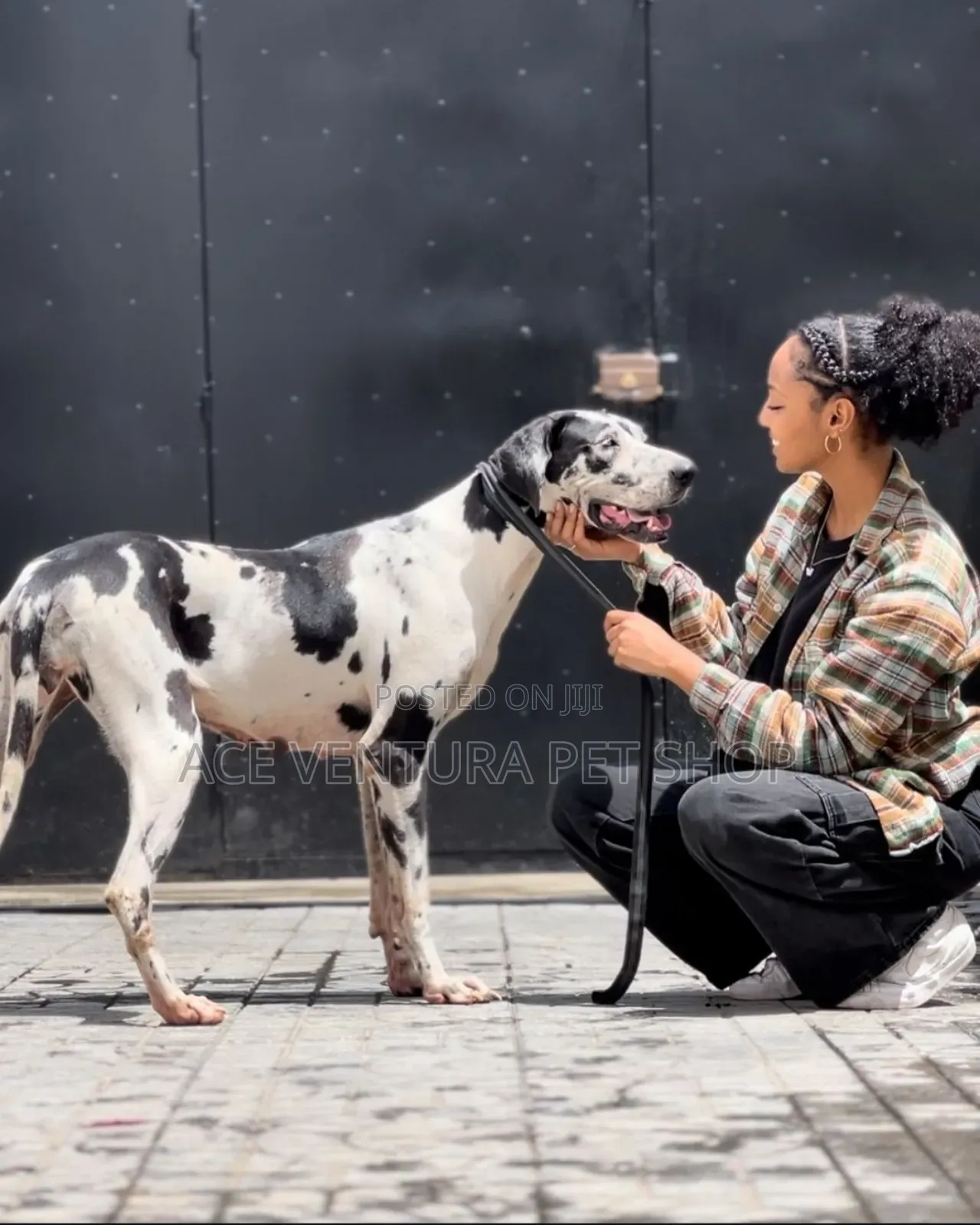 1-3 months Male Purebred Great Dane