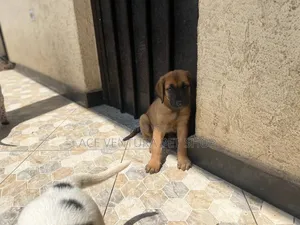 1-3 months Male Purebred Bullmastiff