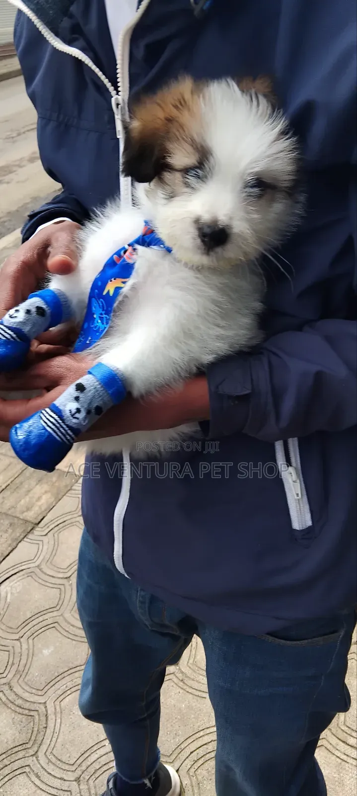 1-3 months Male Purebred Maltese