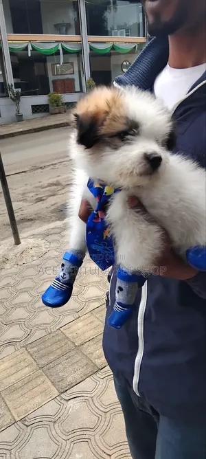 1-3 months Male Purebred Maltese