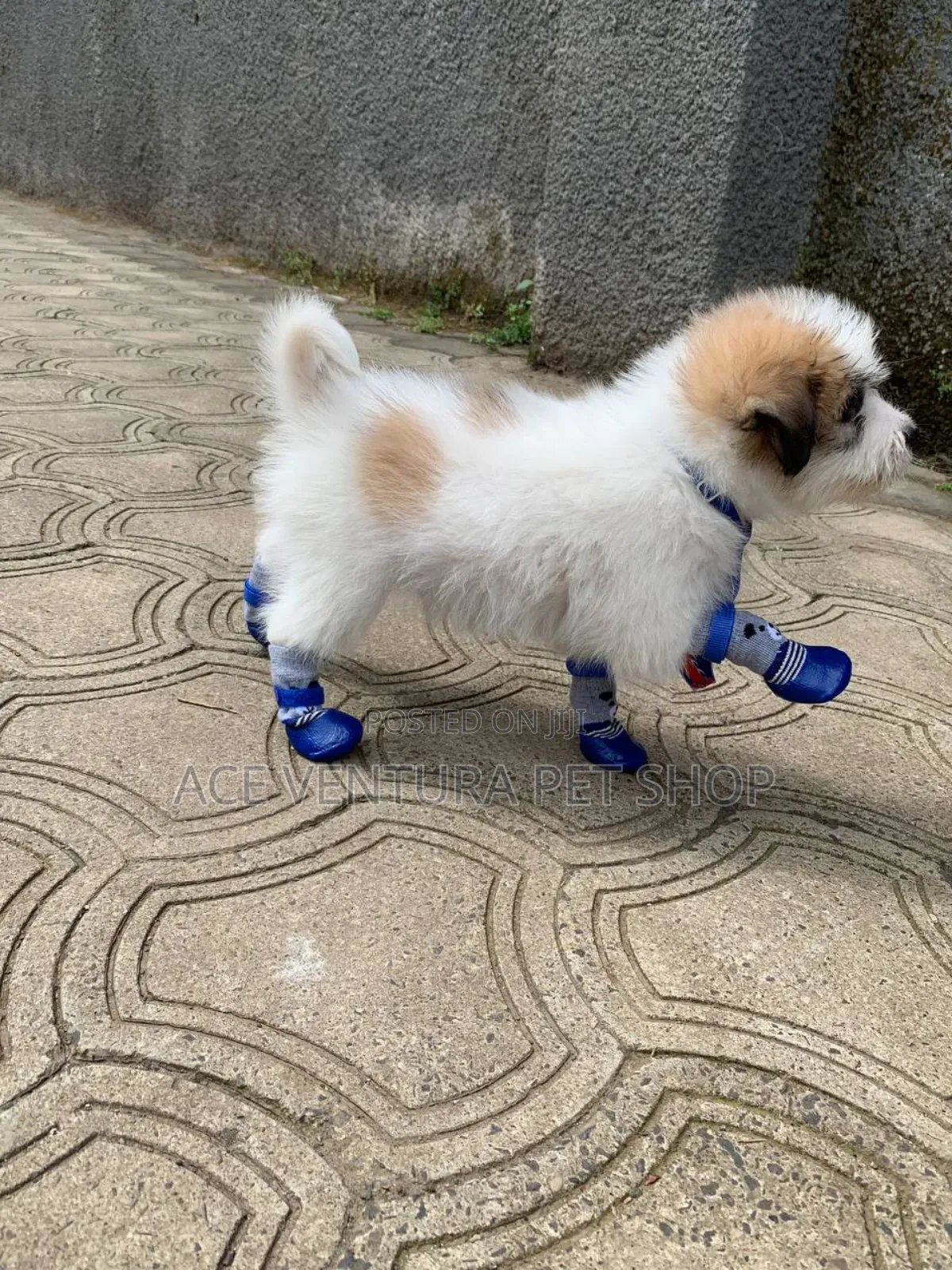1-3 months Male Purebred Maltese
