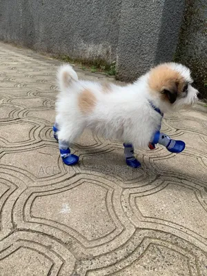 1-3 months Male Purebred Maltese