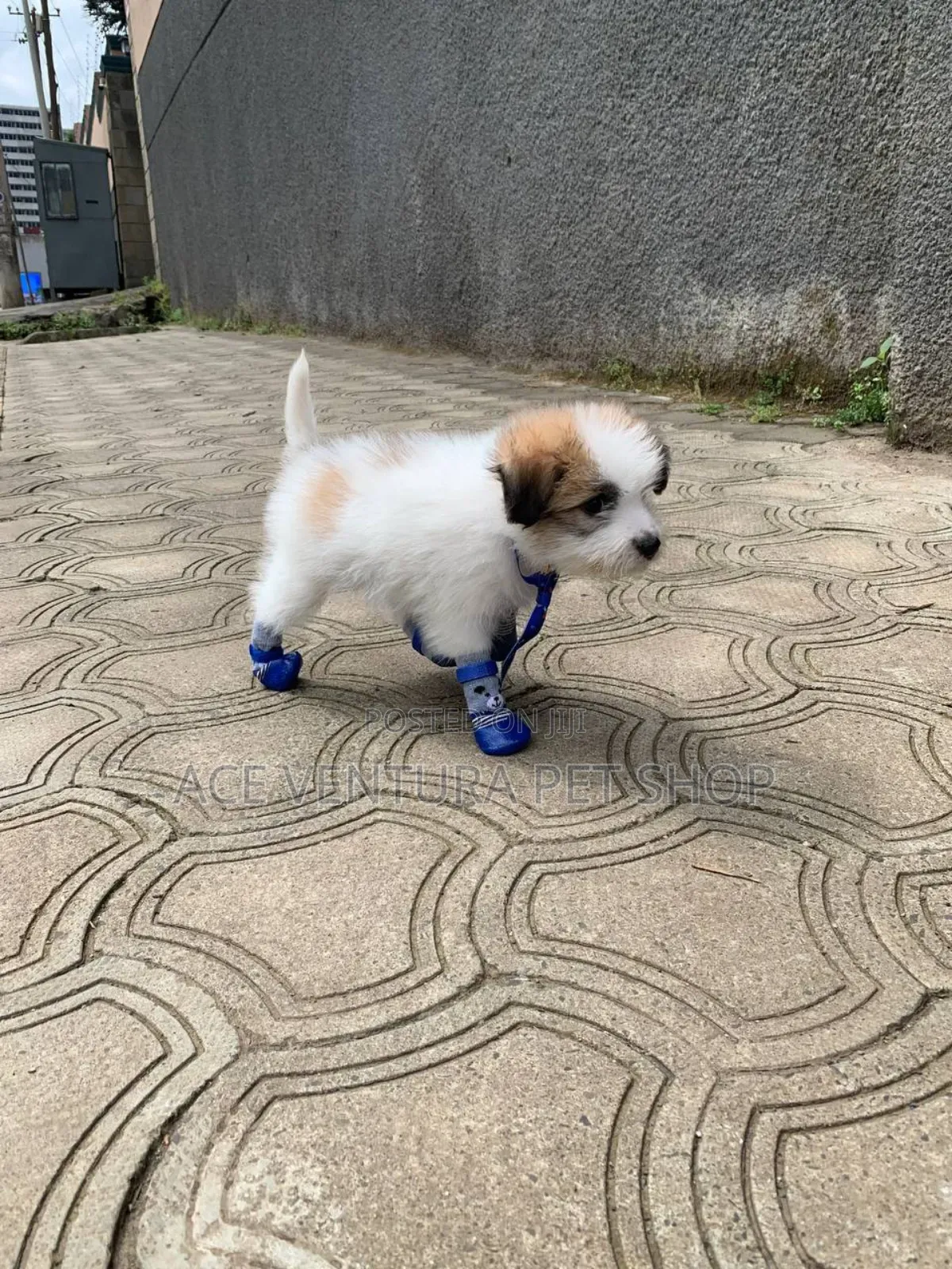 1-3 months Male Purebred Maltese