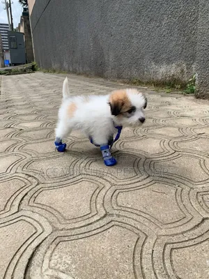 1-3 months Male Purebred Maltese