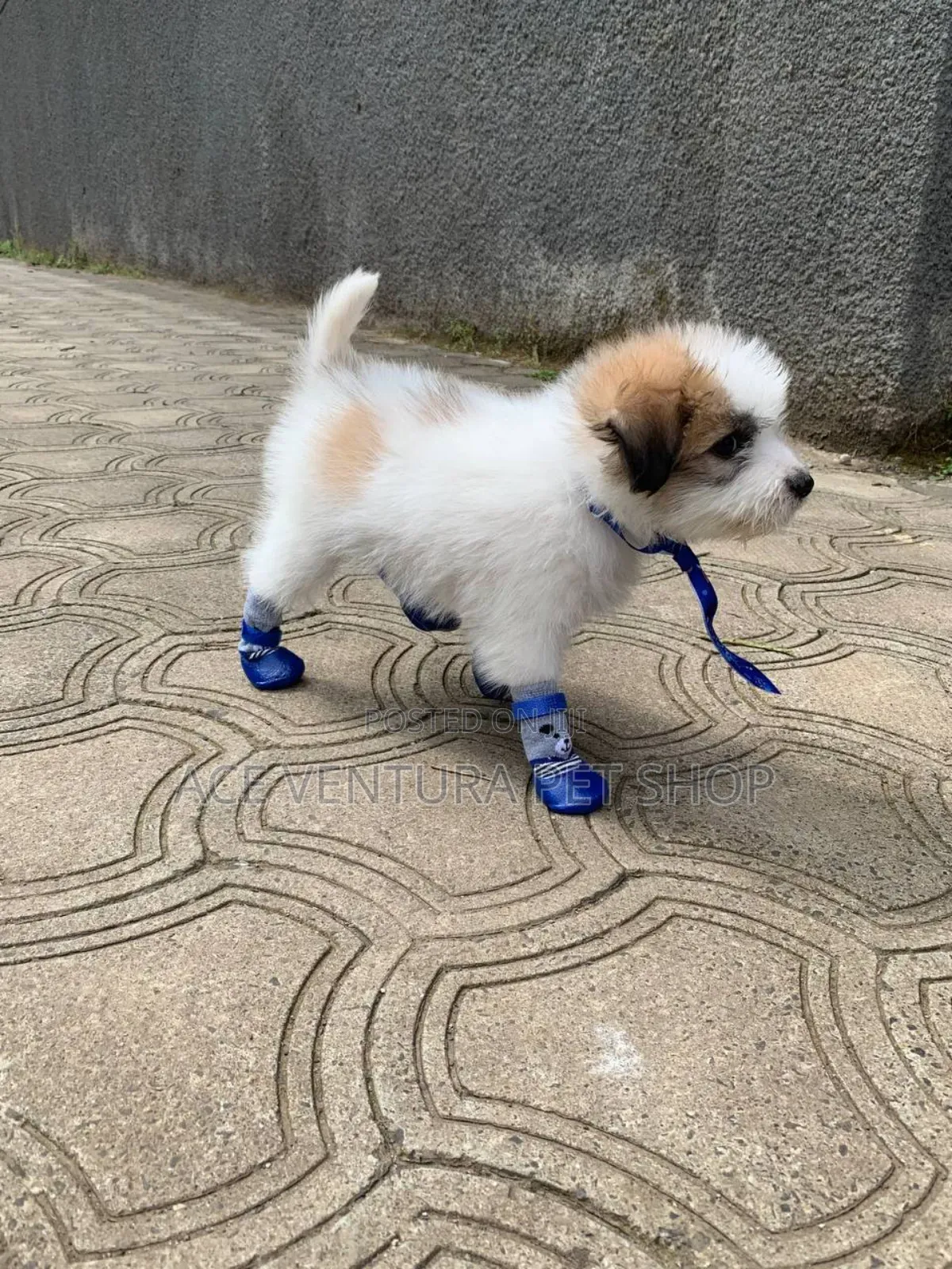 1-3 months Male Purebred Maltese