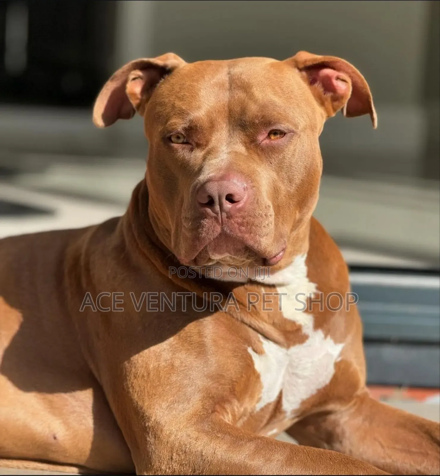 1-3 months Male Purebred American Pit Bull Terrier