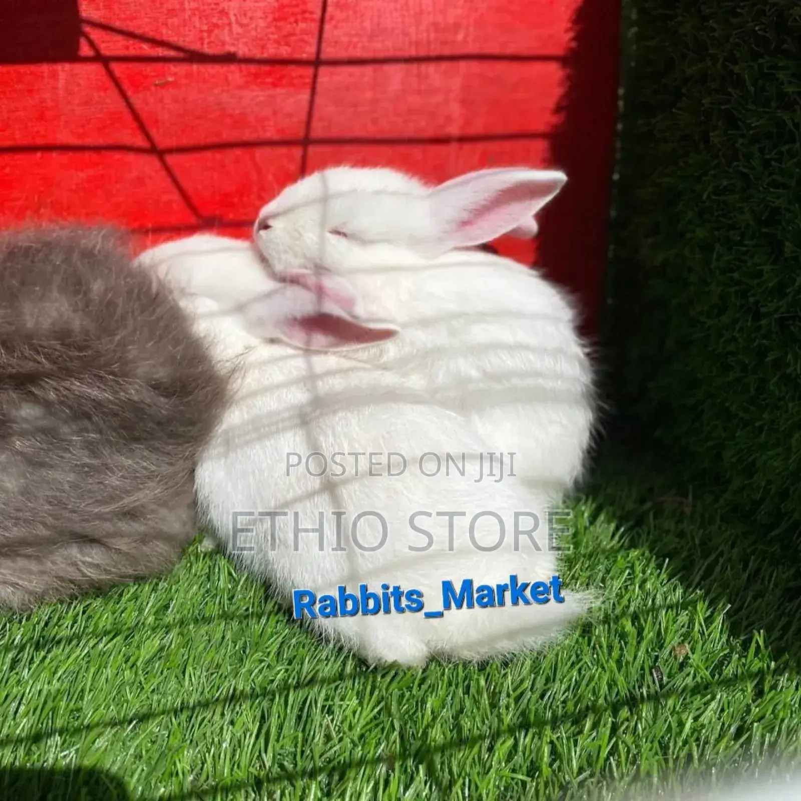 Rabbits With Affordable Price for Ur House