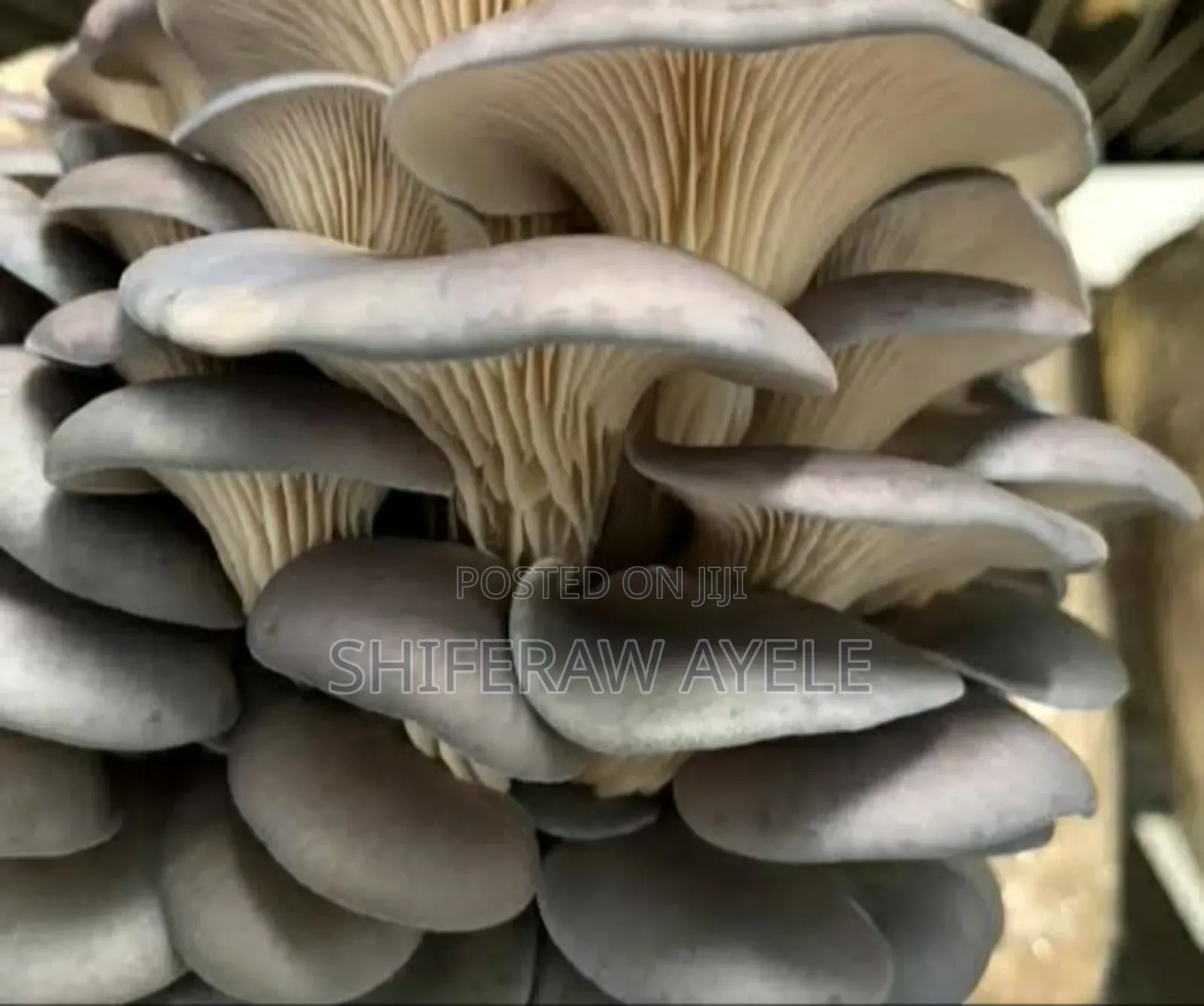 የኦይስተር እንጉዳይ ዘር (Oyster Mushroom Spawns)