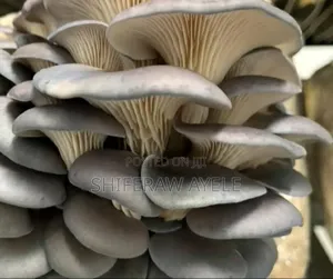 የኦይስተር እንጉዳይ ዘር (Oyster Mushroom Spawns)