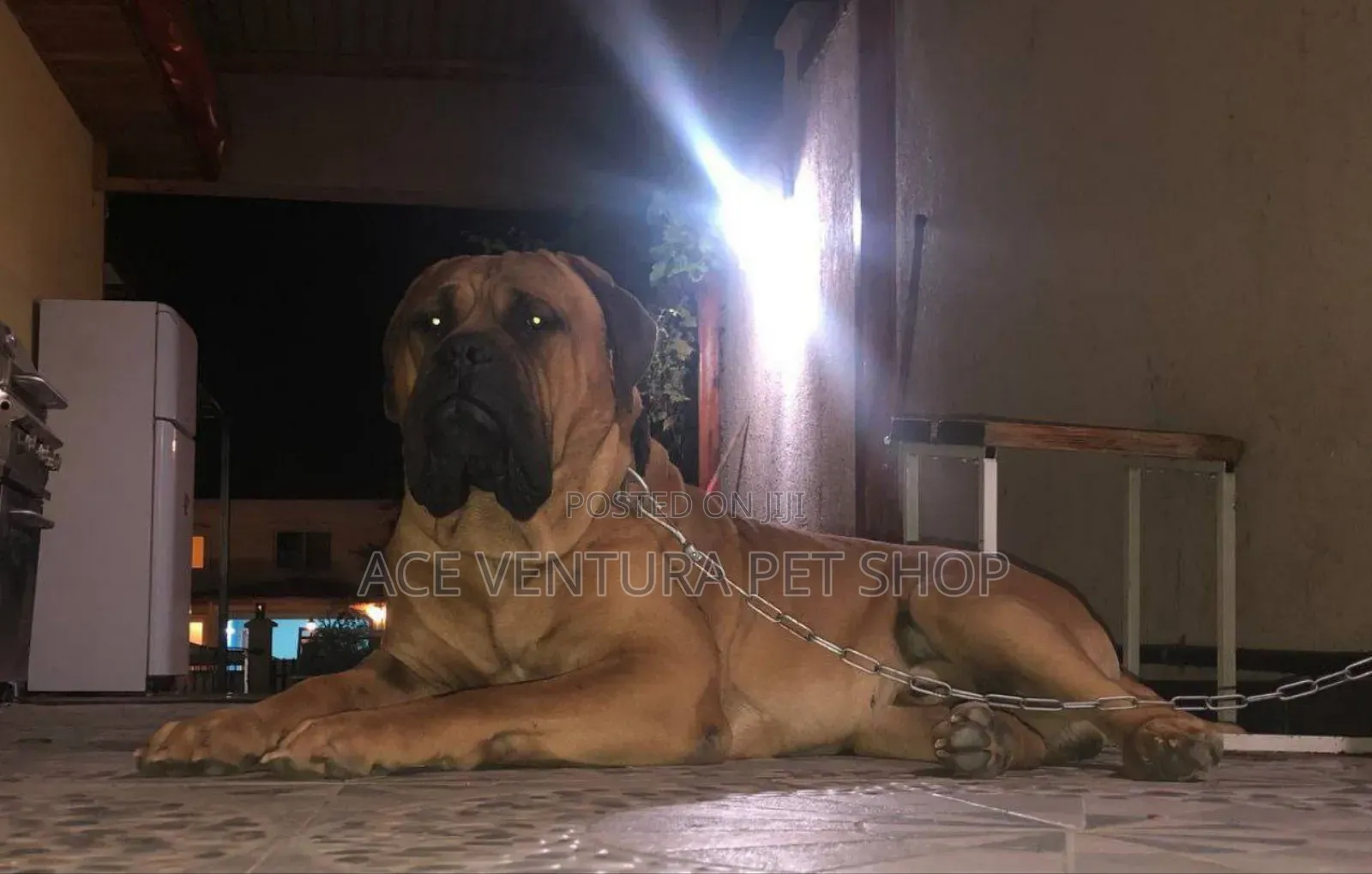 1-3 months Male Purebred Bullmastiff