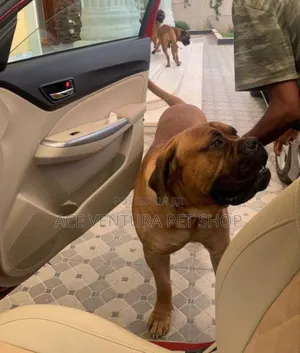 1-3 months Male Purebred Bullmastiff