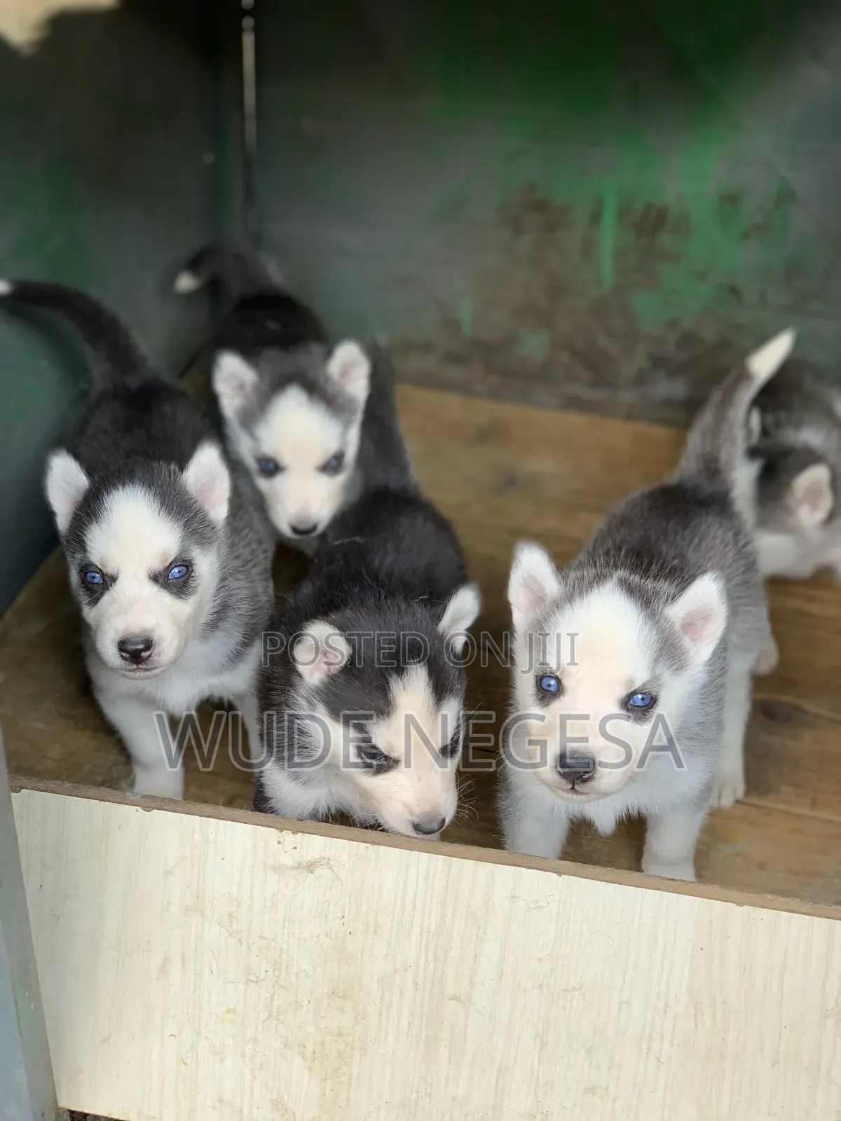 1-3 months Male Purebred Siberian Husky