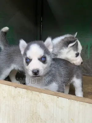 1-3 months Male Purebred Siberian Husky
