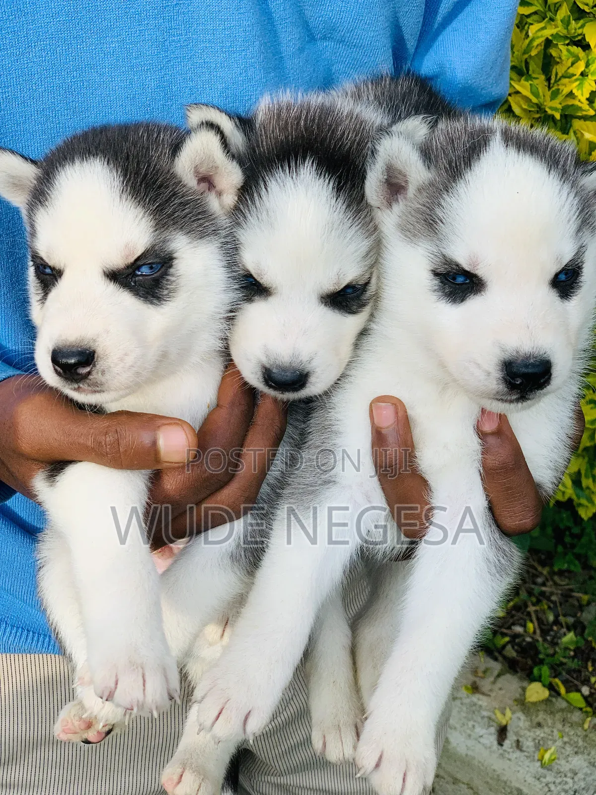 1-3 months Male Purebred Siberian Husky