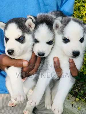 1-3 months Male Purebred Siberian Husky