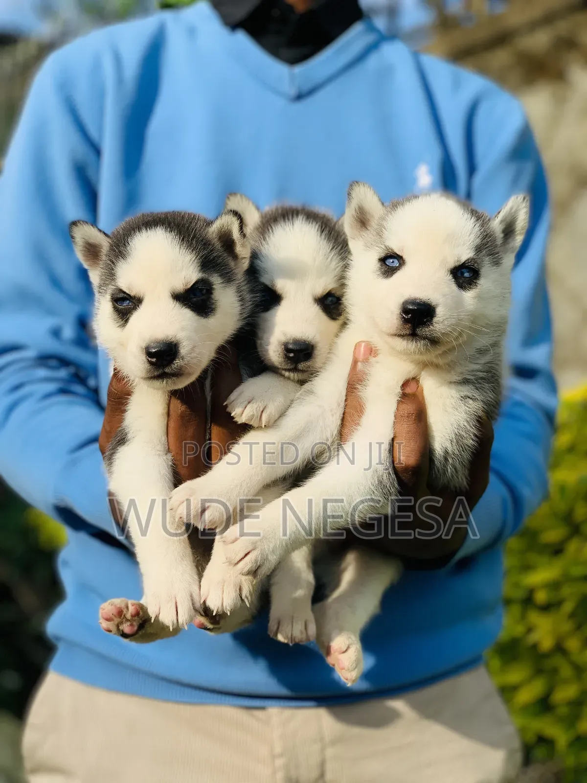 1-3 months Male Purebred Siberian Husky