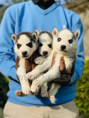 1-3 months Male Purebred Siberian Husky