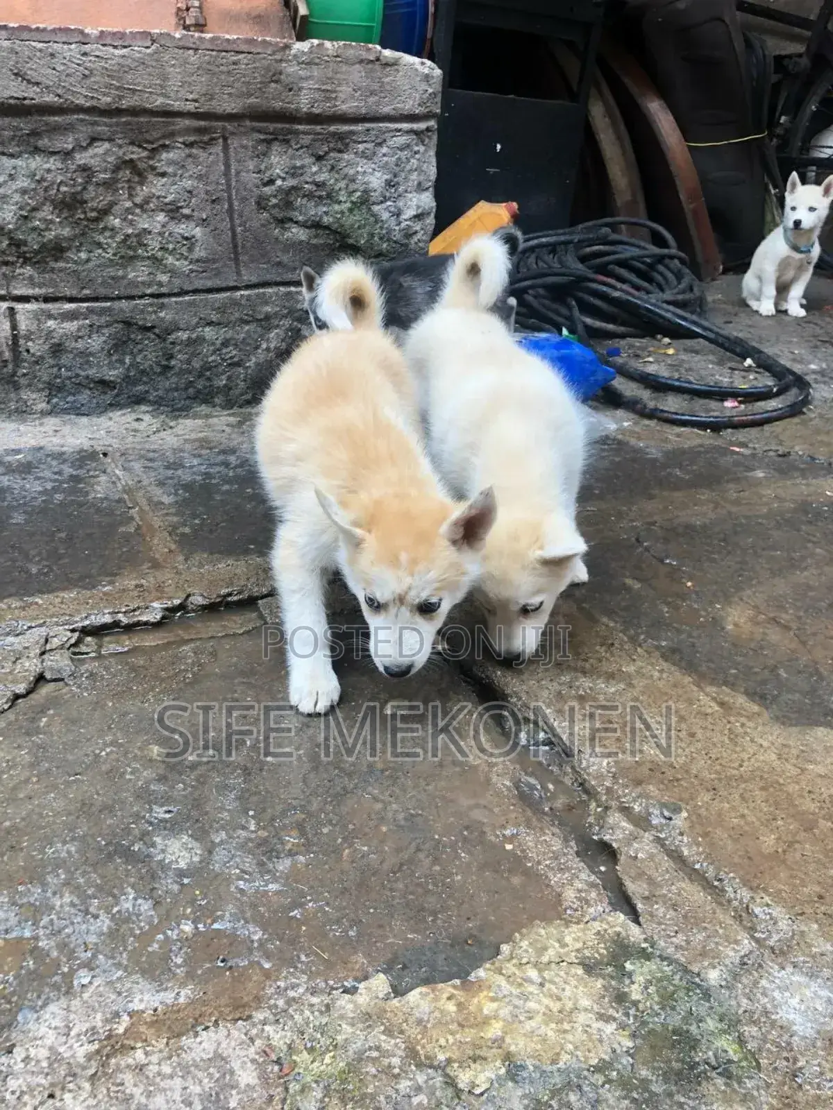 1-3 months Male Purebred Siberian Husky