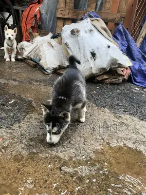 Photo - 1-3 months Male Purebred Siberian Husky
